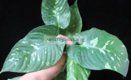 Schismatoglottis-neo-guineensis-variegata-900-1-1