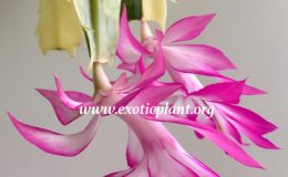 Schlumbergera-X-Madame-Butterfly-variegated-