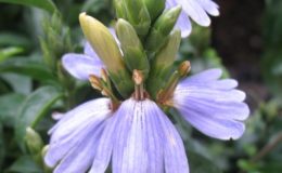 Sclerochiton-harveyanus-23