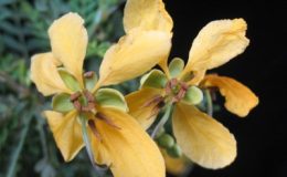 Senna-pallida-Australia-Leguminosae-30-1