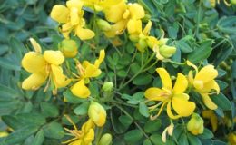 Senna-surattensis-Compact-23