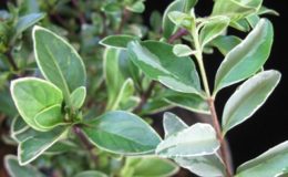Serissa-foetida-variegata-Selectionсправа-20