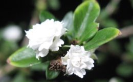 Serissa-foetidawhite-and-double-flower-20-