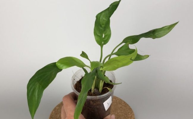 Spathiphyllum Silver and Gold sample 40