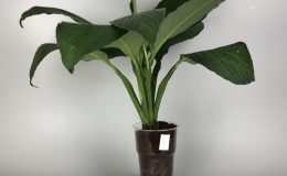 Spathiphyllum cochlearispathum ‘Sunny Sails’ (green form) #2 35