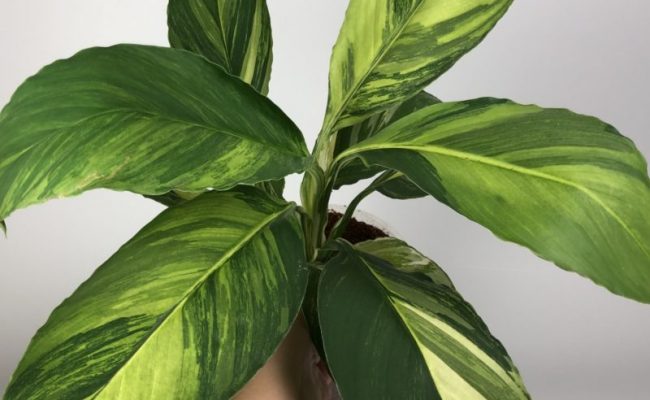 Spathiphyllum cochlearispathum ‘Sunny Sails’ (yellow form) #1 120