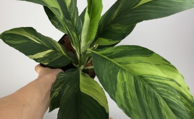 Spathiphyllum cochlearispathum ‘Sunny Sails’ (yellow form) #3 120