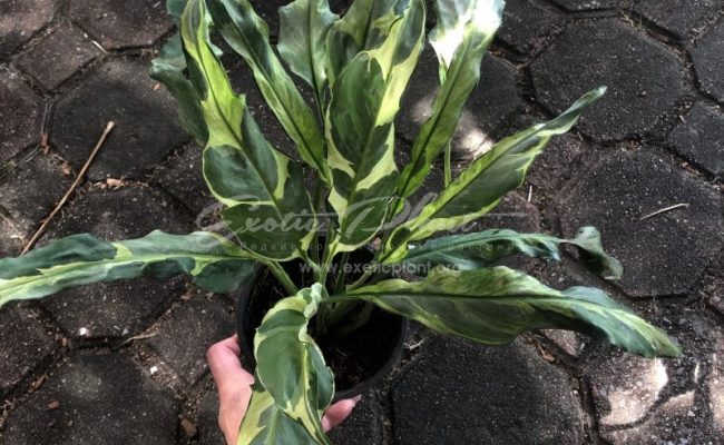 Spathiphyllum hybrid ex Indonesia