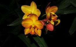 Spathoglottis-Hybrids-