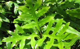 Stenocarpus-sinuatus-EP-44