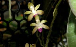 Stereochilus-pachyphyllus-1