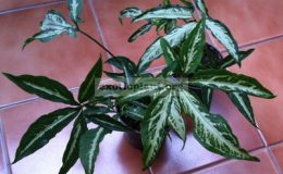 Syngonium-Little-Star-500-ювенильные-листья-уже-5-ти-лопастные-1-1