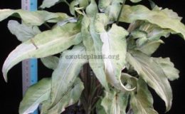 Syngonium-Ngern-Lai-Ma-variegated