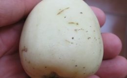 Sysygium-malaccense-white-fruit-25