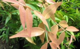 Syzygium-gratum-26
