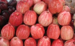 Syzygium-malaccense-pink-fruit-26