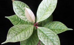 Syzygium-malaccense-variegated-30-e1451311795501