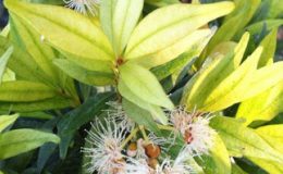 Syzygium-paniculatum-golden-leaf-45-e1451311831486-2