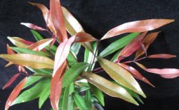 Syzygium-paniculatum-long-leaf-Eugenia-myrtifolia-20-e1451311722866
