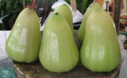 Syzygium-samarangense-Keaw-Amphan-30
