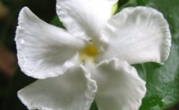 Tabernaemontana-T04-flat-leaf-26
