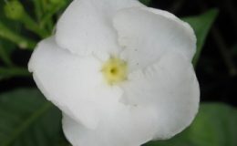 Tabernaemontana-T06-White-Moon-20