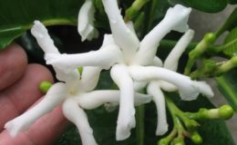 Tabernaemontana-White-Star-35