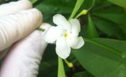 Tabernaemontana-corymbosa-30