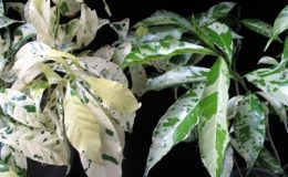 Tabernaemontana-divaricata-Green-Spotслева-Splashсправа