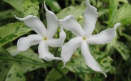Tabernaemontana-divaricata-Splash-20