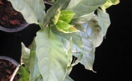 Tabernaemontana-divaricata-Super-Silver-24-