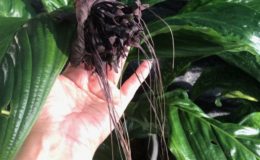 Tacca chantrieri 30