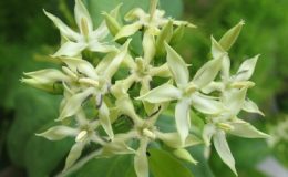 Tarenna-stellulata-20