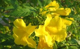 Tecoma-stans-Bignoniaceae-20-