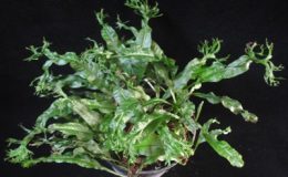 Tectaria-sp.T03-Crested-Southern-Thailand-30