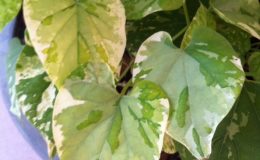 Telosma-minor-variegated-30