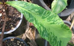Terminalia-catappa-Marble-75