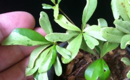 Terminalia-ivoriensis-Dwarf-variegated-45-