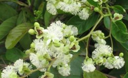 Tetracera-loureiri-Dilleniaceae-TF-32