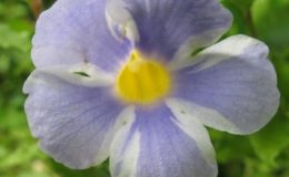 Thunbergia-erecta-Fairy-Moon-20