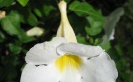 Thunbergia-erecta-white-South-Africa-14