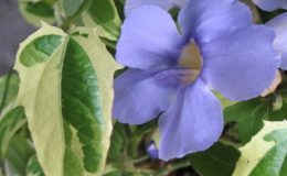 Thunbergia-laurifolia-variegated-30