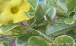 Urechites-lutea-variegated-Mandevilla-lutea-Tropical-Dream
