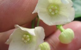 Vallaris-solanacea-Apocynaceae-26