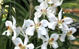 Vanda-barnesii-