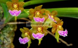 Vanda-flabellata