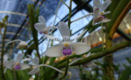 Vanda-lilacina