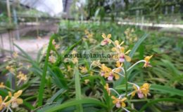 Vanda-testasea