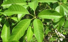 Vitex-glabrata-20