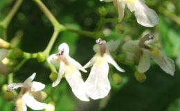 Vitex-glabrata-201